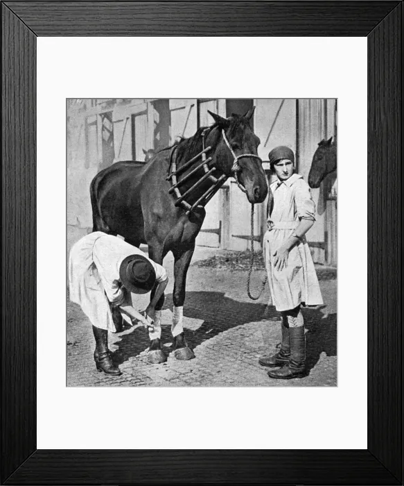 Framed Print : Female vet at horse repository, WWI