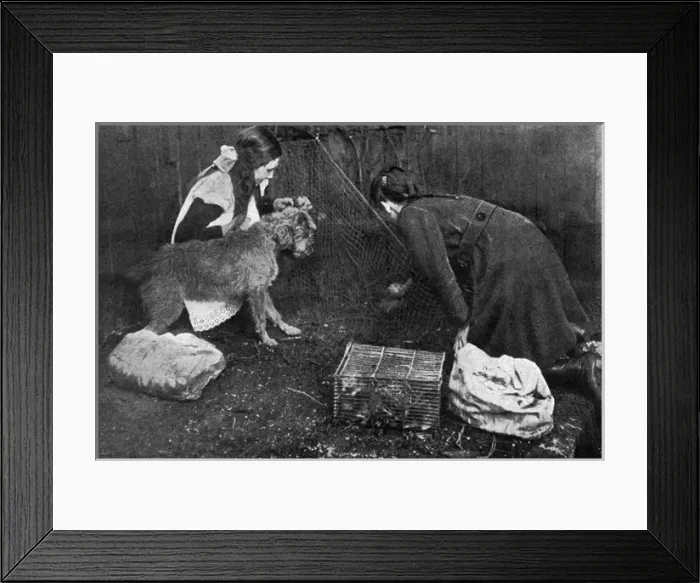 Framed Print : Rat catching on the home front during WWI Framed Print : Rat catching on the home front during WWI
