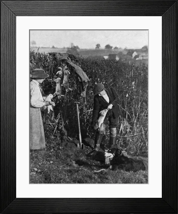 Framed Print : Women helping to catch rabbits on a farm, WWI Framed Print : Women helping to catch rabbits on a farm, WWI
