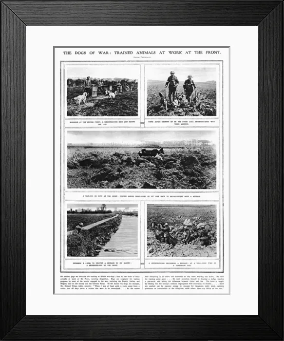 Framed Print : The Dogs of War - trained animals at work at the front Framed Print : The Dogs of War - trained animals at work at the front