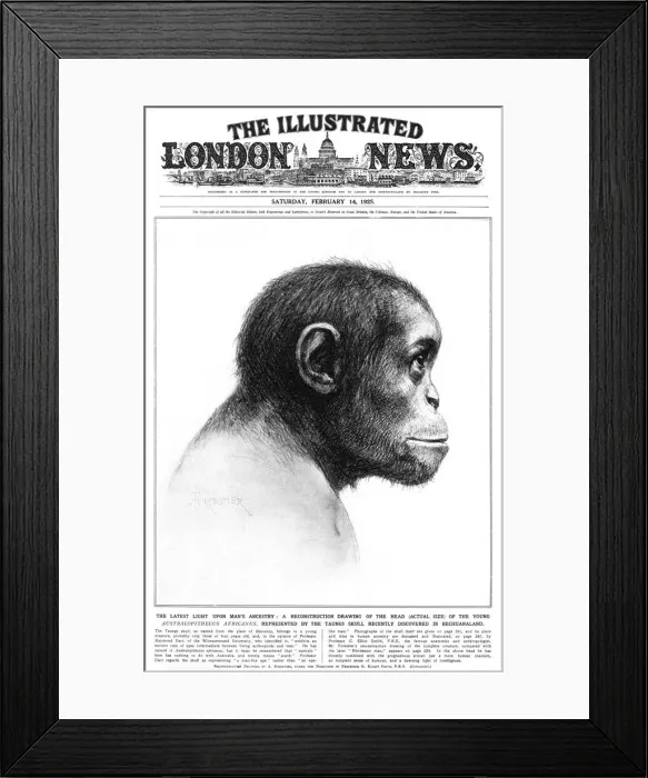 Framed Print : Young Australopithecus africanus Framed Print : Young Australopithecus africanus