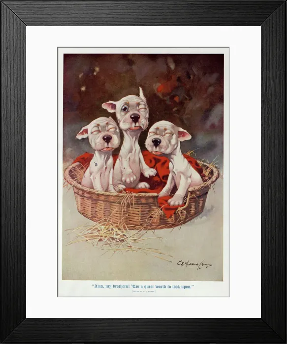 Framed Print : Studdy - Three newborn puppies slowly open their eyes Framed Print : Studdy - Three newborn puppies slowly open their eyes