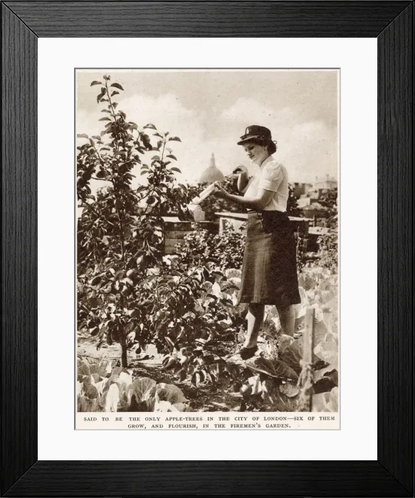 Framed Print : Firemens Farm in the Heart of the City WWII Framed Print : Firemens Farm in the Heart of the City WWII