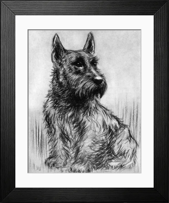 Framed Print : Winkle - Duke of Gloucesters pet Scottish terrier Framed Print : Winkle - Duke of Gloucesters pet Scottish terrier