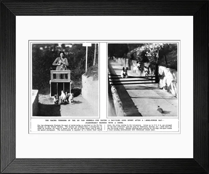 Framed Print : Racing terriers at the Du Var Kennels, French Riviera Framed Print : Racing terriers at the Du Var Kennels, French Riviera