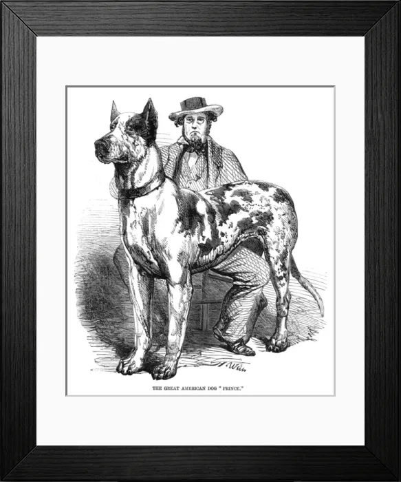 Framed Print : The great American dog, Prince