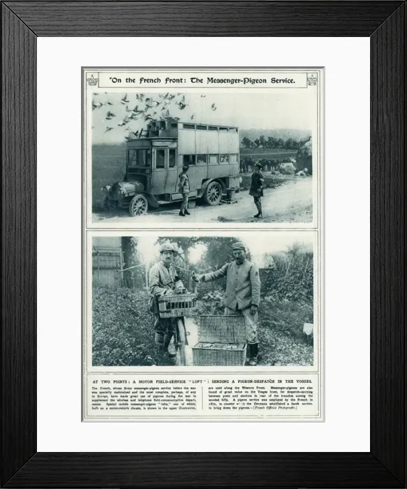 Framed Print : French Front messenger-pigeon service 1917 Framed Print : French Front messenger-pigeon service 1917