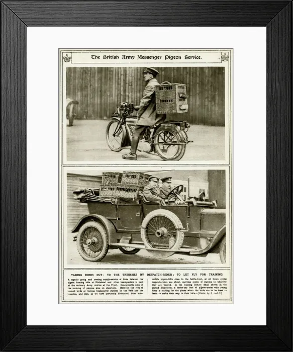 Framed Print : British Army messager pigeon service Framed Print : British Army messager pigeon service
