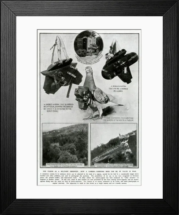 Framed Print : Pigeon as Military observer 1914 Framed Print : Pigeon as Military observer 1914