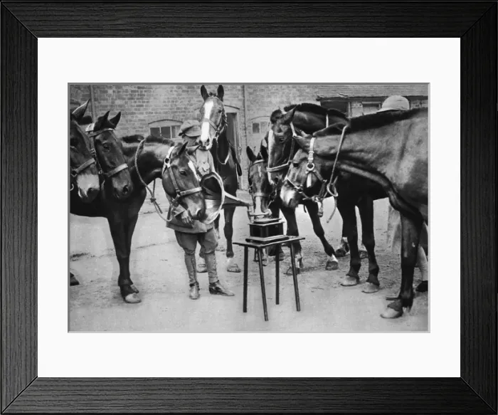Framed Print : Lieutenant Mike Rimmington training horses for the army, WW1 Framed Print : Lieutenant Mike Rimmington training horses for the army, WW1