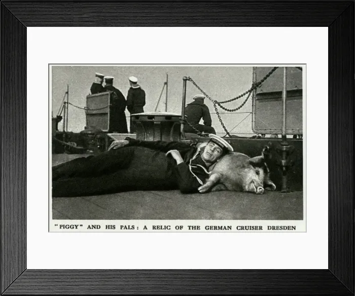 Framed Print : Tirpitz the pig: naval mascot of HMS Glasgow, WW1 Framed Print : Tirpitz the pig: naval mascot of HMS Glasgow, WW1