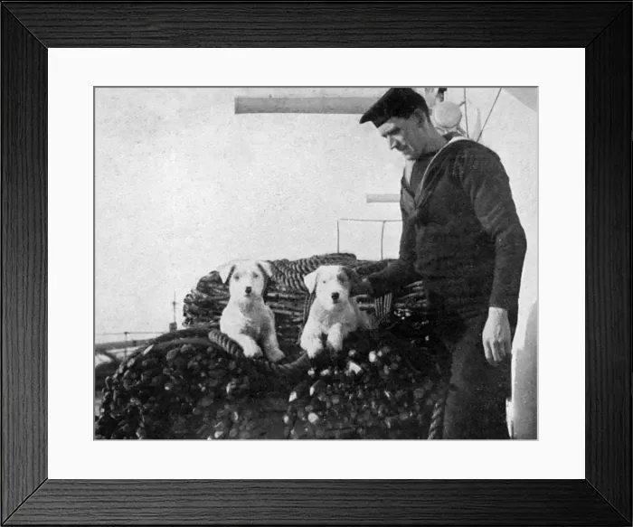 Framed Print : Two sealyham dogs on the deck of a ship during WW1