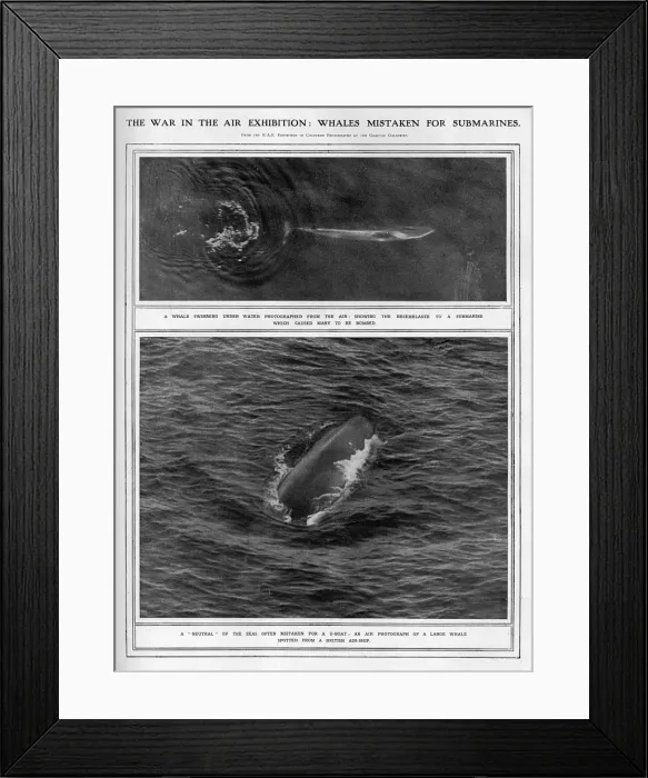 Framed Print : Whales mistaken for u-boats during WW1 Framed Print : Whales mistaken for u-boats during WW1