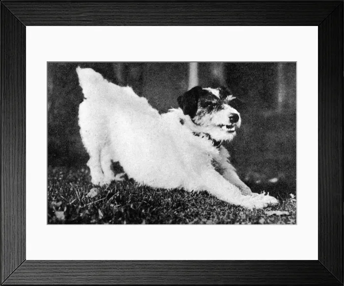 Framed Print : Morty the dog, mascot of WW1