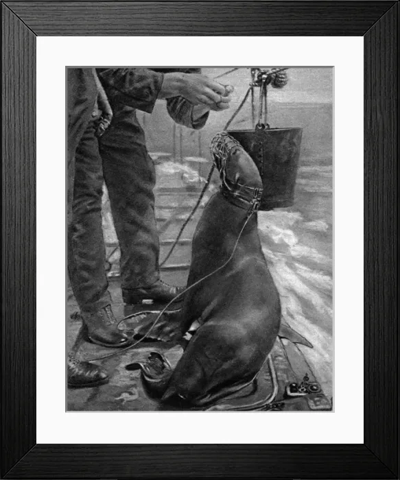 Framed Print : Billy the submarine hunting sea lion Framed Print : Billy the submarine hunting sea lion