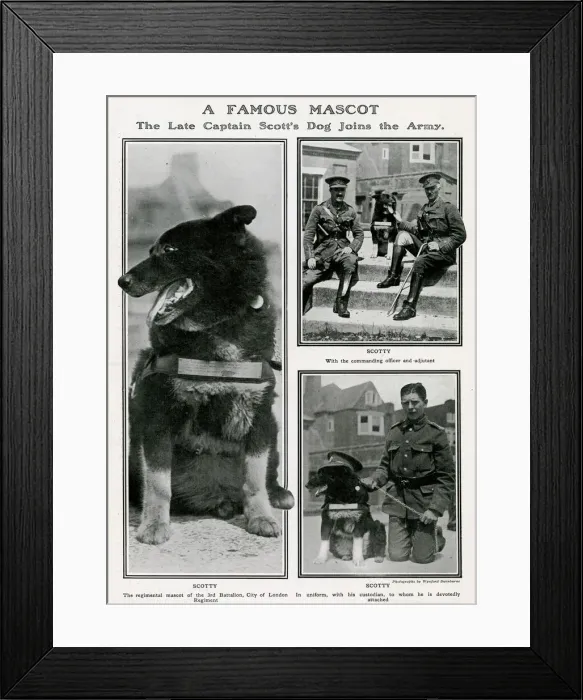 Framed Print : A famous mascot - Captain Scott dog joins the Army Framed Print : A famous mascot - Captain Scott dog joins the Army