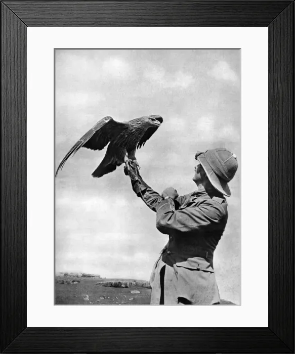 Framed Print : Bird life in Salonika: officer and golden eagle Framed Print : Bird life in Salonika: officer and golden eagle