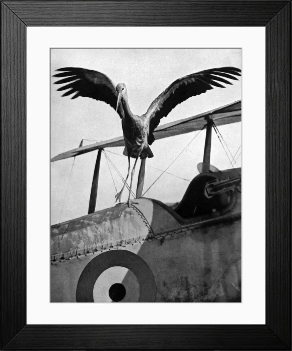 Framed Print : Bird life in Salonika: Macedonian stork & British areoplane Framed Print : Bird life in Salonika: Macedonian stork & British areoplane