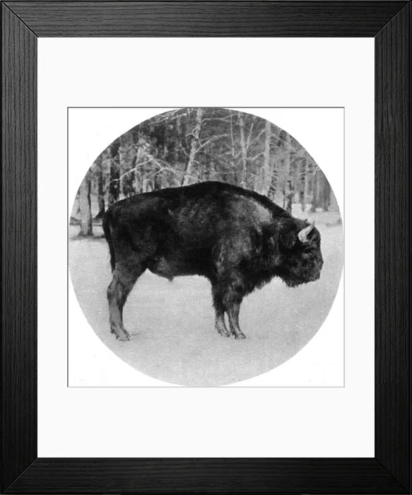 Framed Print : Endangered European bison in wartime, 1915 Framed Print : Endangered European bison in wartime, 1915