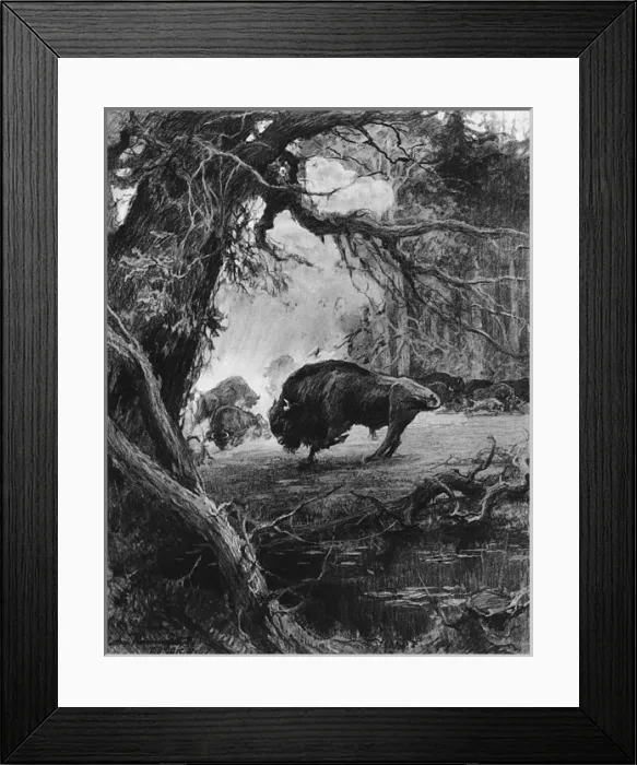 Framed Print : Endangered European bison in wartime, 1915