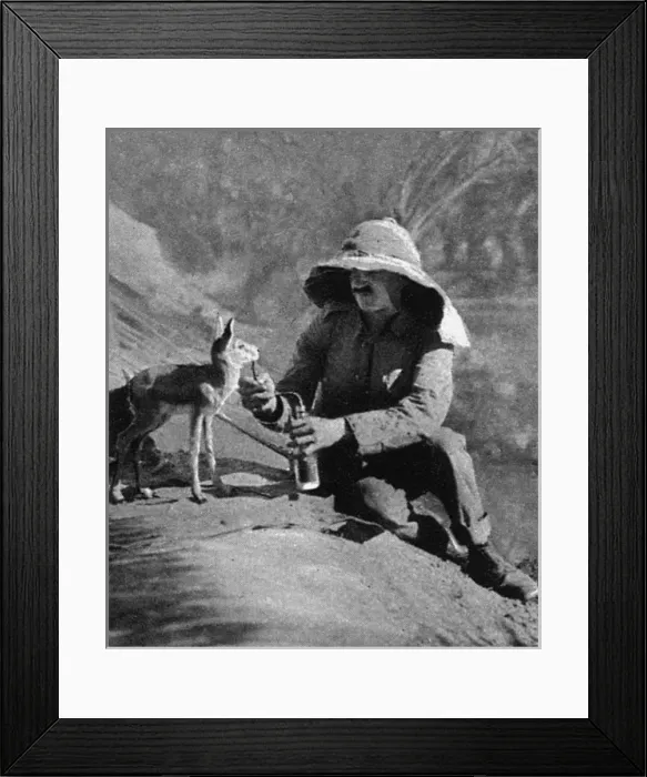 Framed Print : WW1 mascots: a gazelle in Mesopotamia Framed Print : WW1 mascots: a gazelle in Mesopotamia