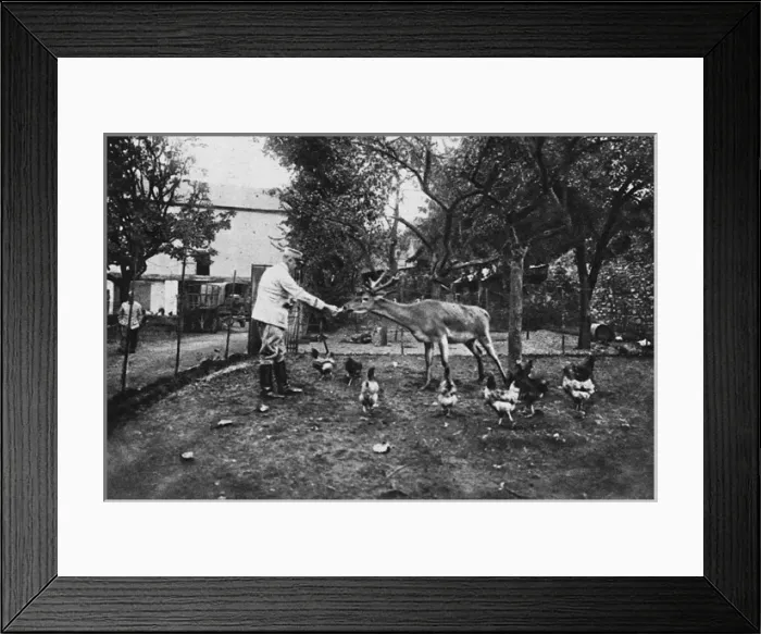 Framed Print : The pet of a French rest camp: a tame stag Framed Print : The pet of a French rest camp: a tame stag