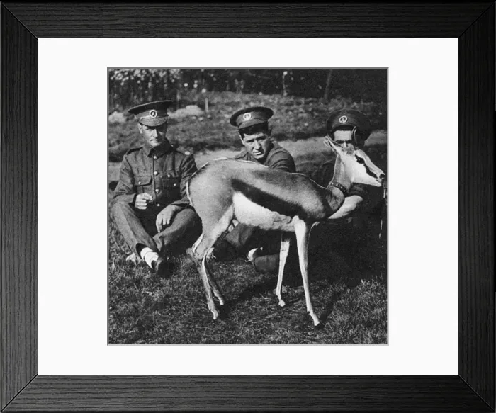 Framed Print : WW1 mascots: Nancy the springbok Framed Print : WW1 mascots: Nancy the springbok