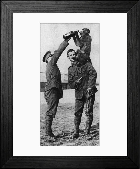 Framed Print : WW1 mascots: Billy the baboon Framed Print : WW1 mascots: Billy the baboon