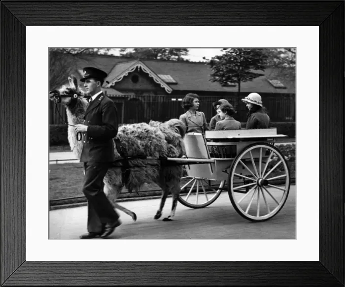 Framed Print : Princess Elizabeth, Princess Margaret at the zoo