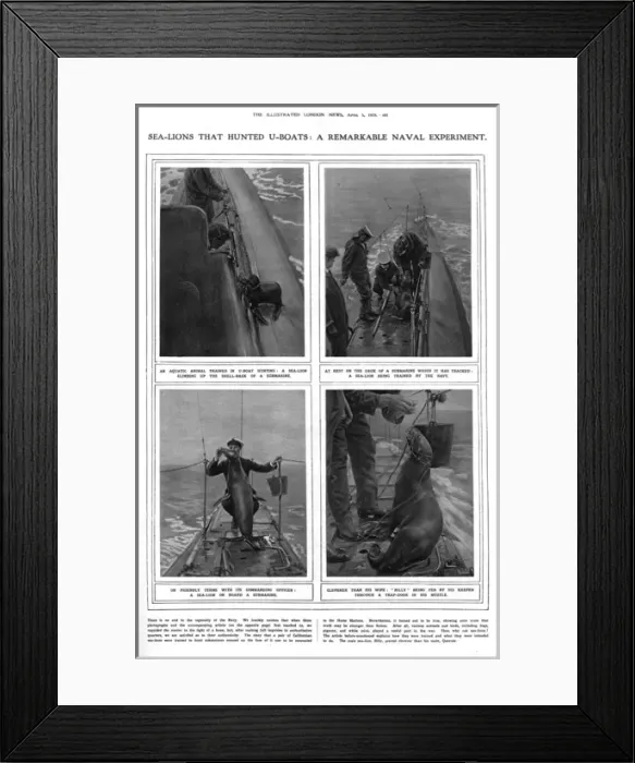 Framed Print : ILN page on submarine hunting sea lions, WW1 Framed Print : ILN page on submarine hunting sea lions, WW1