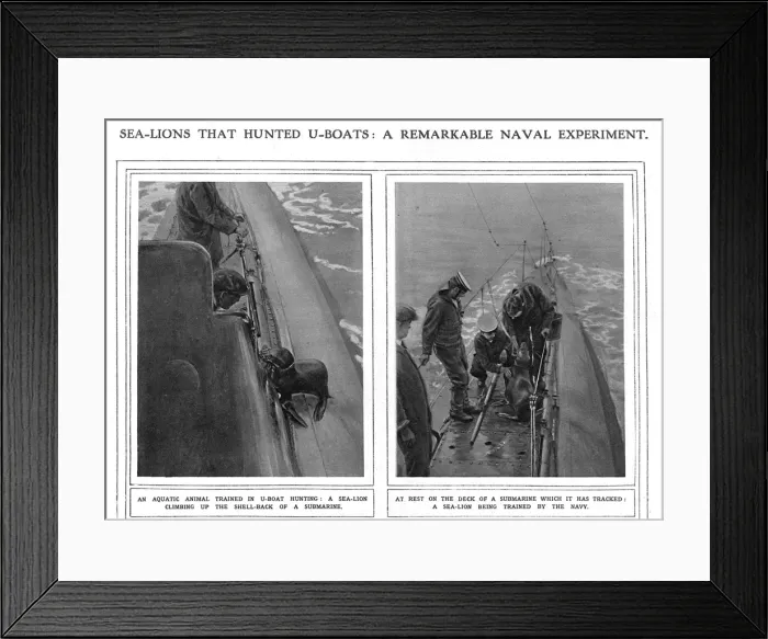 Framed Print : ILN page on submarine hunting sea lions, WW1 Framed Print : ILN page on submarine hunting sea lions, WW1