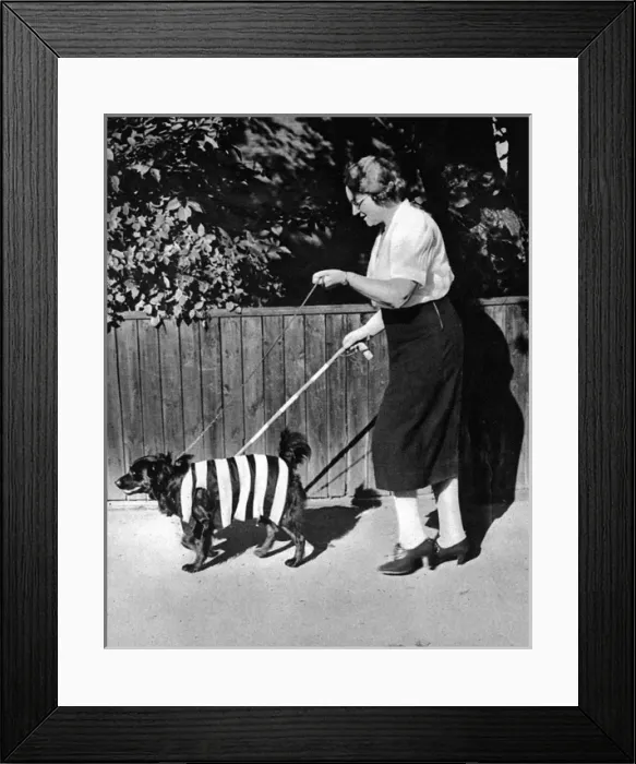 Framed Print : Protective colouring for black outs, WWII - hi vis dog Framed Print : Protective colouring for black outs, WWII - hi vis dog