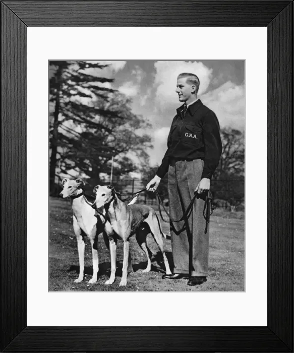Framed Print : Go Greyhound Racing at White City, 1939