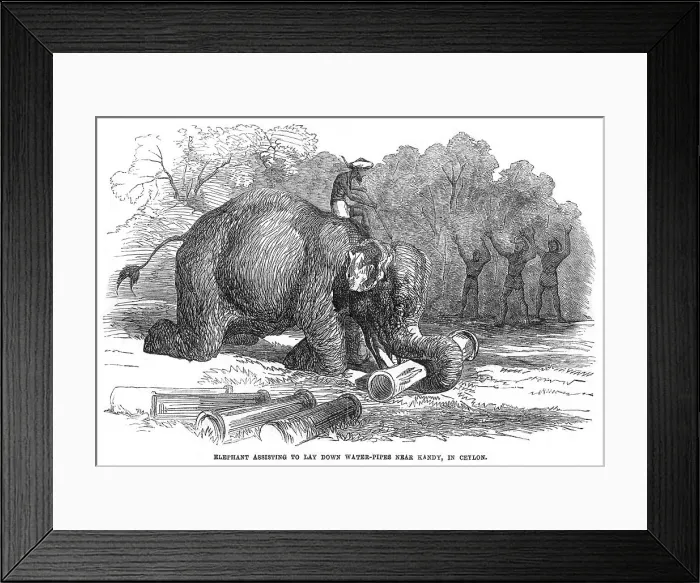 Framed Print : Elephant lays water pipes, 1856