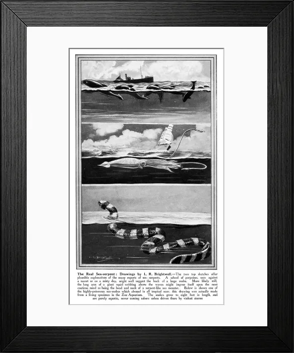 Framed Print : Sea Serpents