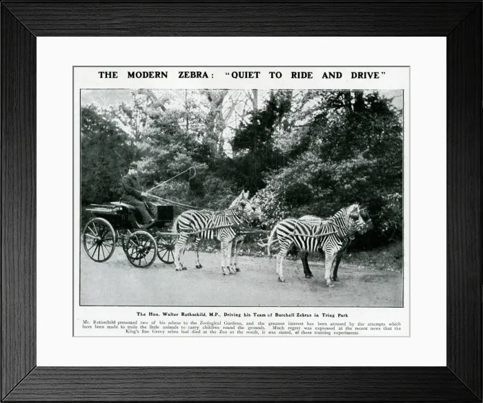 Framed Print : Walter Rothschild driving his team of zebras at Tring Park Framed Print : Walter Rothschild driving his team of zebras at Tring Park