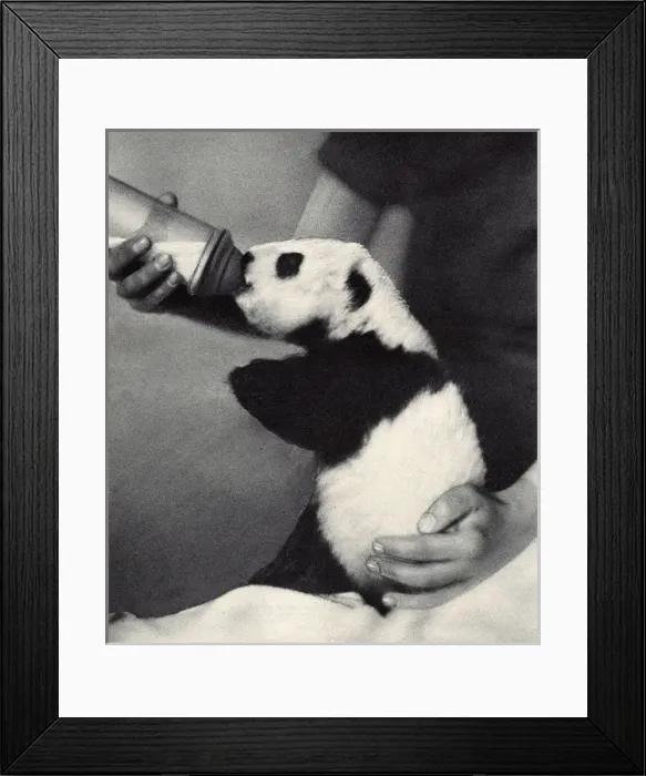 Framed Print : Ruth Harkness and her baby Giant Panda, Sun-Lin Framed Print : Ruth Harkness and her baby Giant Panda, Sun-Lin
