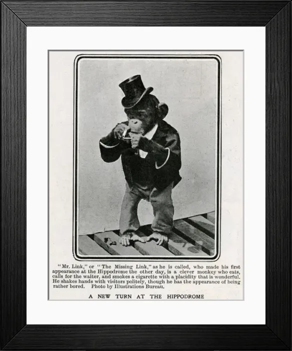 Framed Print : Mr Link, monkey appearing at the Hippodrome 1906 Framed Print : Mr Link, monkey appearing at the Hippodrome 1906