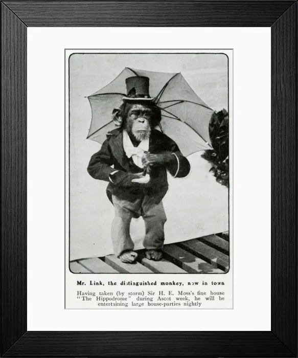 Framed Print : Mr Link, monkey appearing at the Hippodrome 1906 Framed Print : Mr Link, monkey appearing at the Hippodrome 1906