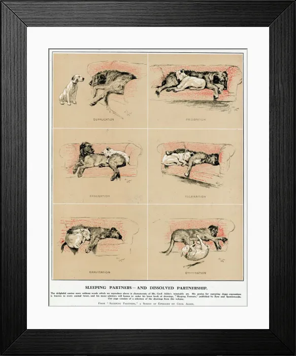 Framed Print : Sleeping Partners and Dissolved Partnership, Cecil Aldin Framed Print : Sleeping Partners and Dissolved Partnership, Cecil Aldin