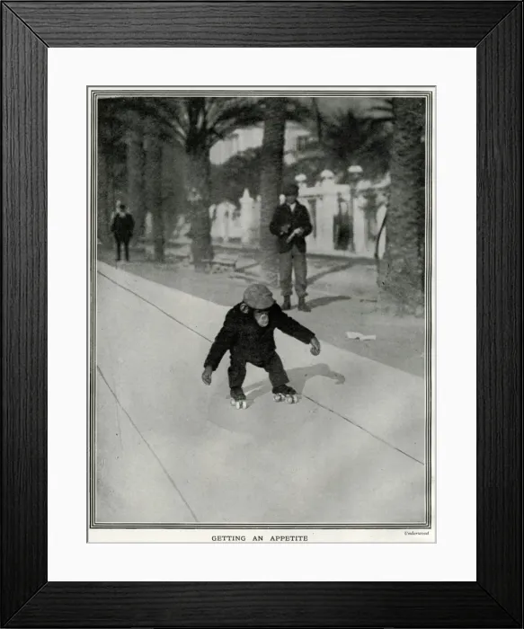Framed Print : Chimpanzee roller skating in Cannes Framed Print : Chimpanzee roller skating in Cannes