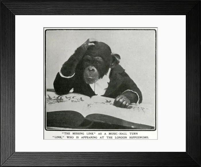 Framed Print : Mr Link, monkey appearing at the Hippodrome 1906 Framed Print : Mr Link, monkey appearing at the Hippodrome 1906