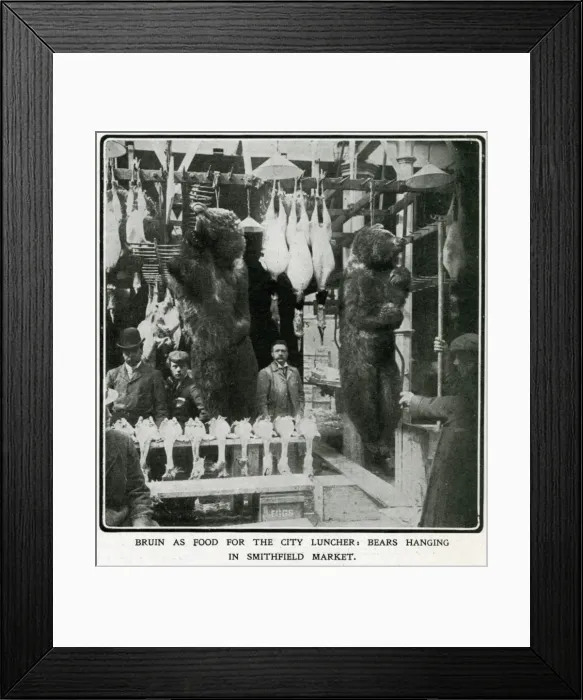 Framed Print : Bears hanging in Smithfield market 1906 Framed Print : Bears hanging in Smithfield market 1906