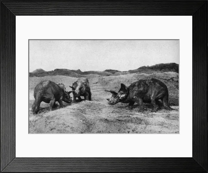 Framed Print : Dinosaurs, Triceratops Framed Print : Dinosaurs, Triceratops