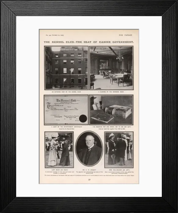 Framed Print : The Tatler: The Kennel Club - the seat of canine government Framed Print : The Tatler: The Kennel Club - the seat of canine government