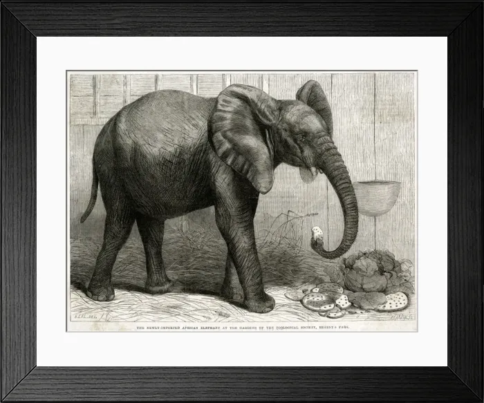 Framed Print : Jumbo the elephant at Regents Park, 1865 Framed Print : Jumbo the elephant at Regents Park, 1865