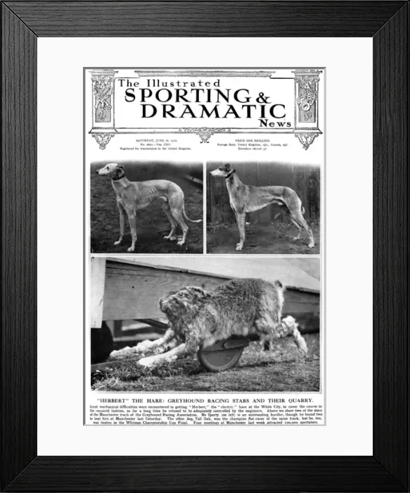 Framed Print : Greyhound racing - Cover of Sporting & Dramatic News Framed Print : Greyhound racing - Cover of Sporting & Dramatic News