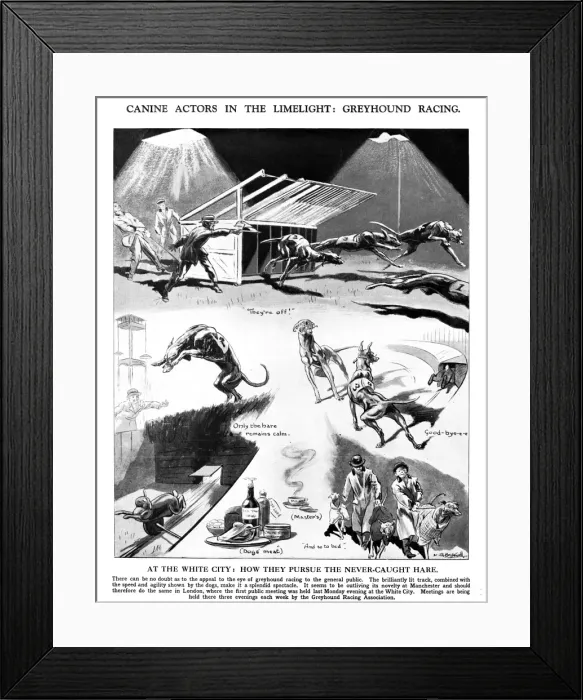 Framed Print : Greyhound racing - canine actors in the limelight Framed Print : Greyhound racing - canine actors in the limelight