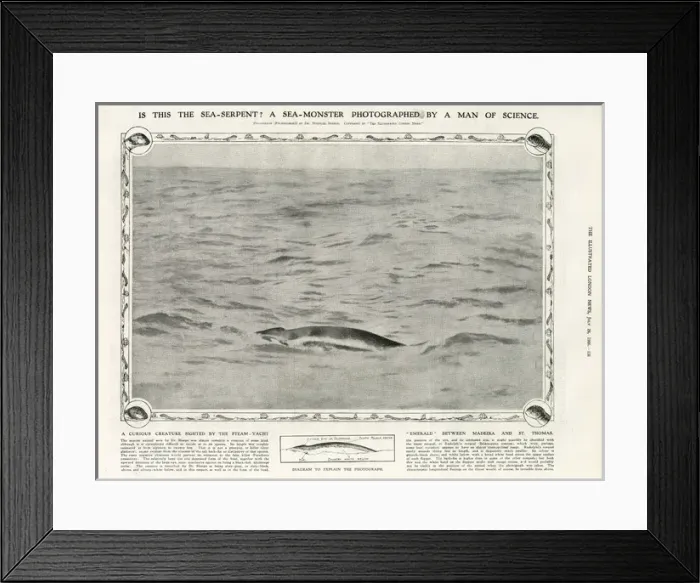 Framed Print : A sea-monster photographed by a man of science Framed Print : A sea-monster photographed by a man of science