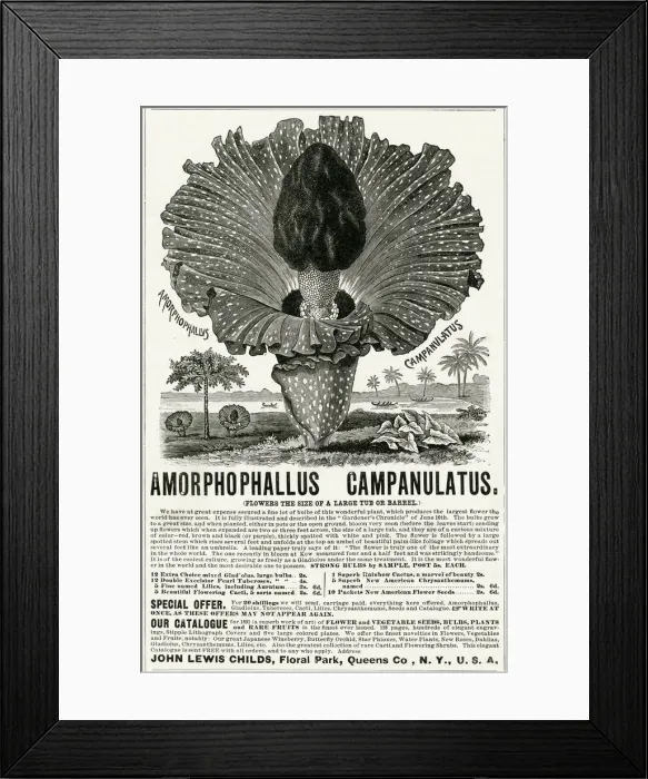 Framed Print : Advert for Amorphophallus Campanulatus, plant seeds 1891